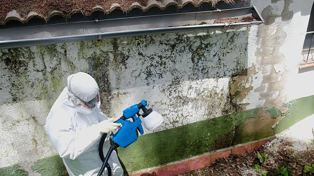 Top rated local Mold Remediation specialists in Union City, TN